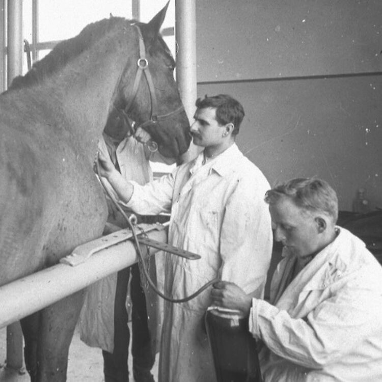 Three horses helped Dr. Gerry FitzGerald develop a vaccine for diptheria. (Photo courtesy of James FitzGerald.)