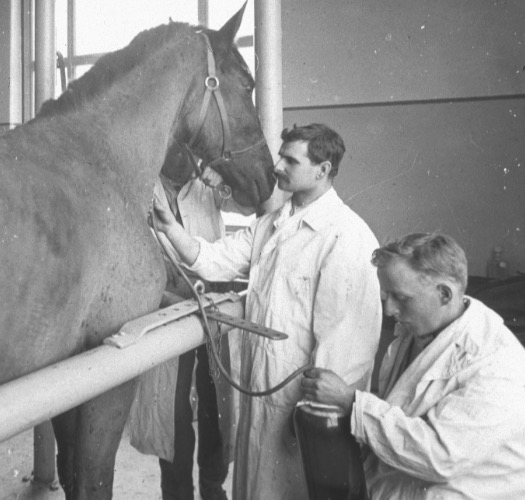 Three horses helped Dr. Gerry FitzGerald develop a vaccine for diptheria. (Photo courtesy of James FitzGerald.)