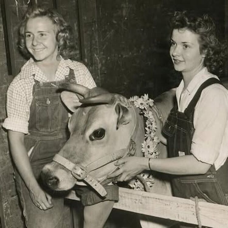 Elsie the Cow was a legend at the CNE. (Photo courtesy of the Toronto Archives.)