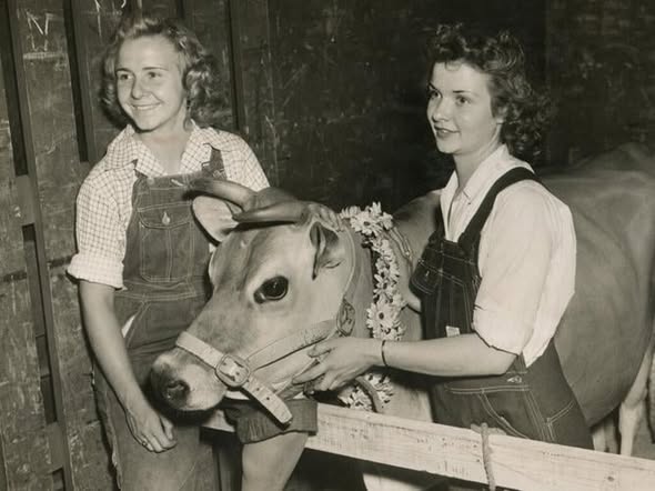 Elsie the Cow was a legend at the CNE. (Photo courtesy of the Toronto Archives.)