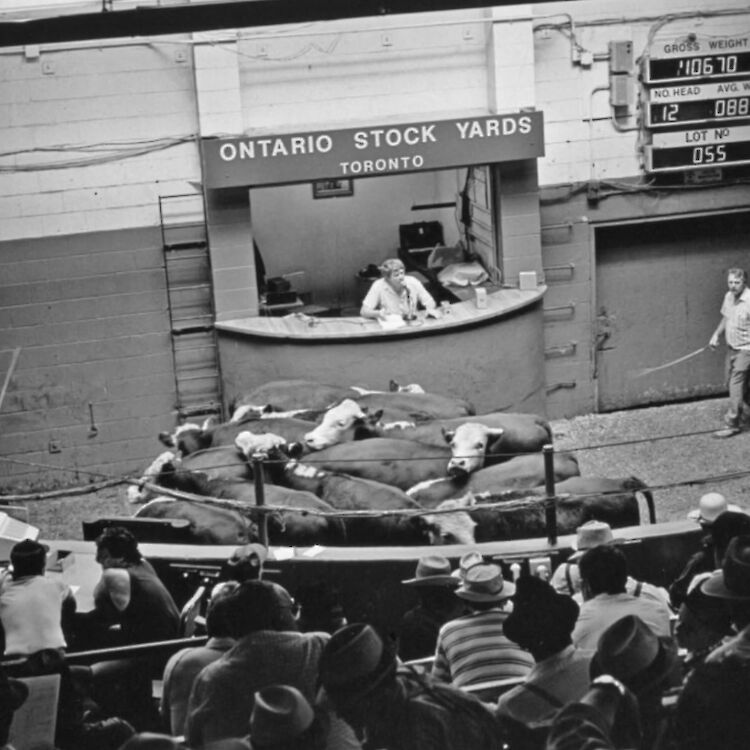 Bidding at the Ontario Stock Yards in Toronto